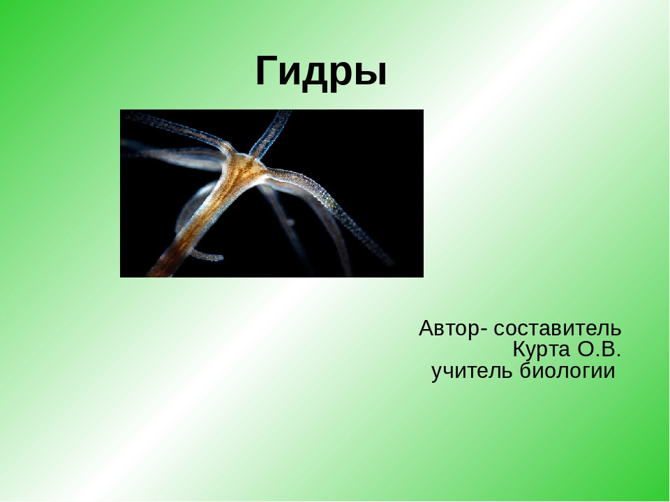Kraken рабочий