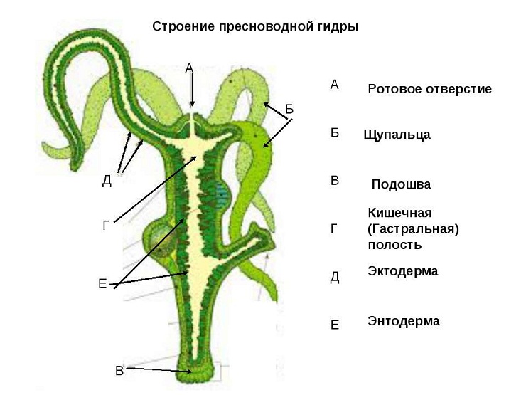 Что такое кракен сайт